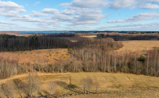 41_Siberijos pelke is boksto. Aviran Avizedeg n.jpg
